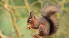 Eichhörnchen (24).jpg